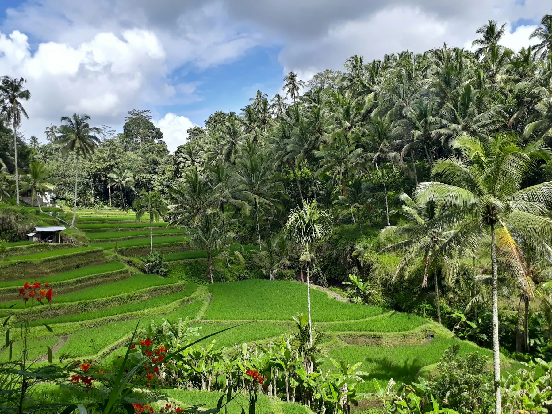 Ubud rice terraces fringed with palms