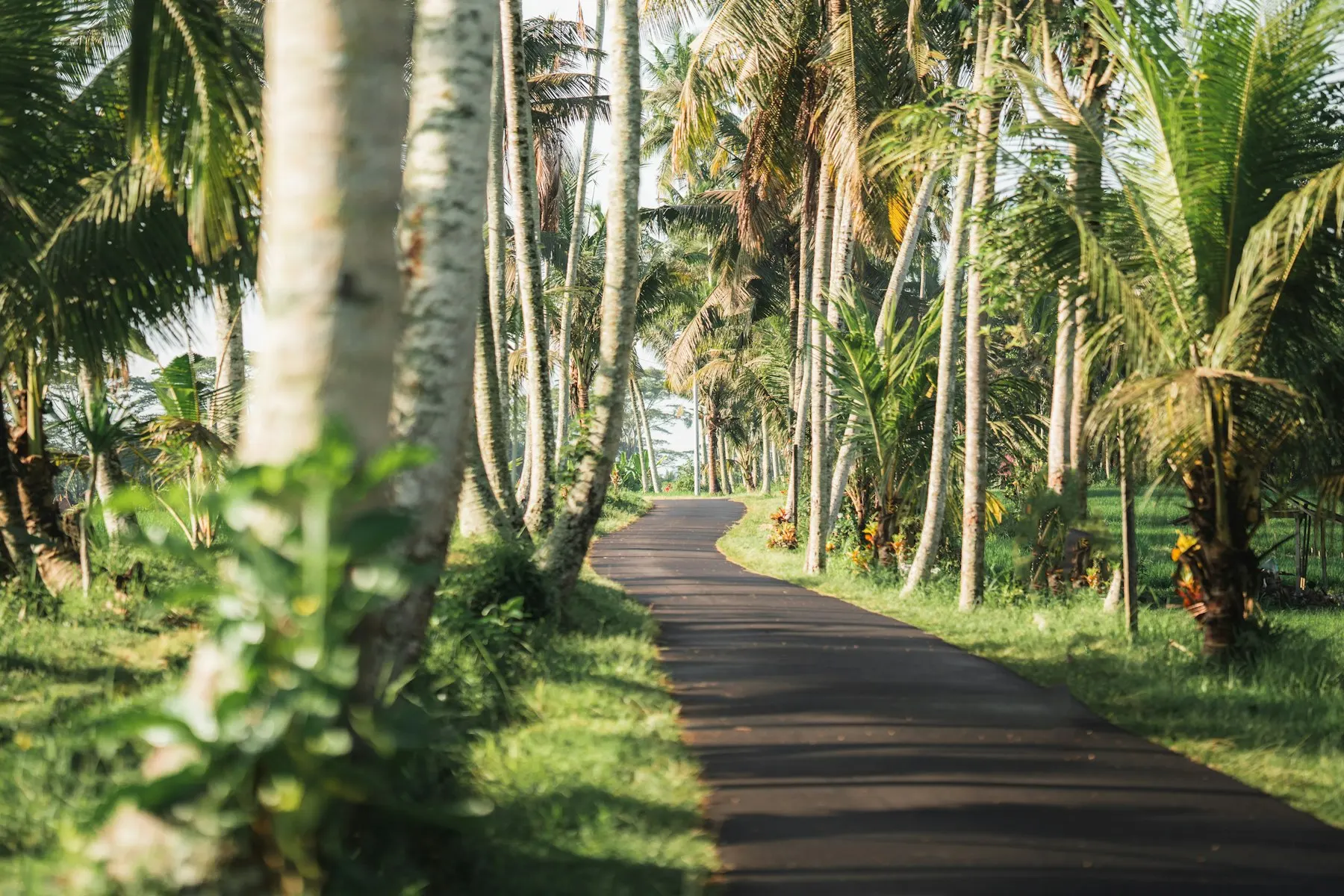 A quiet palm-lined lane in Bali