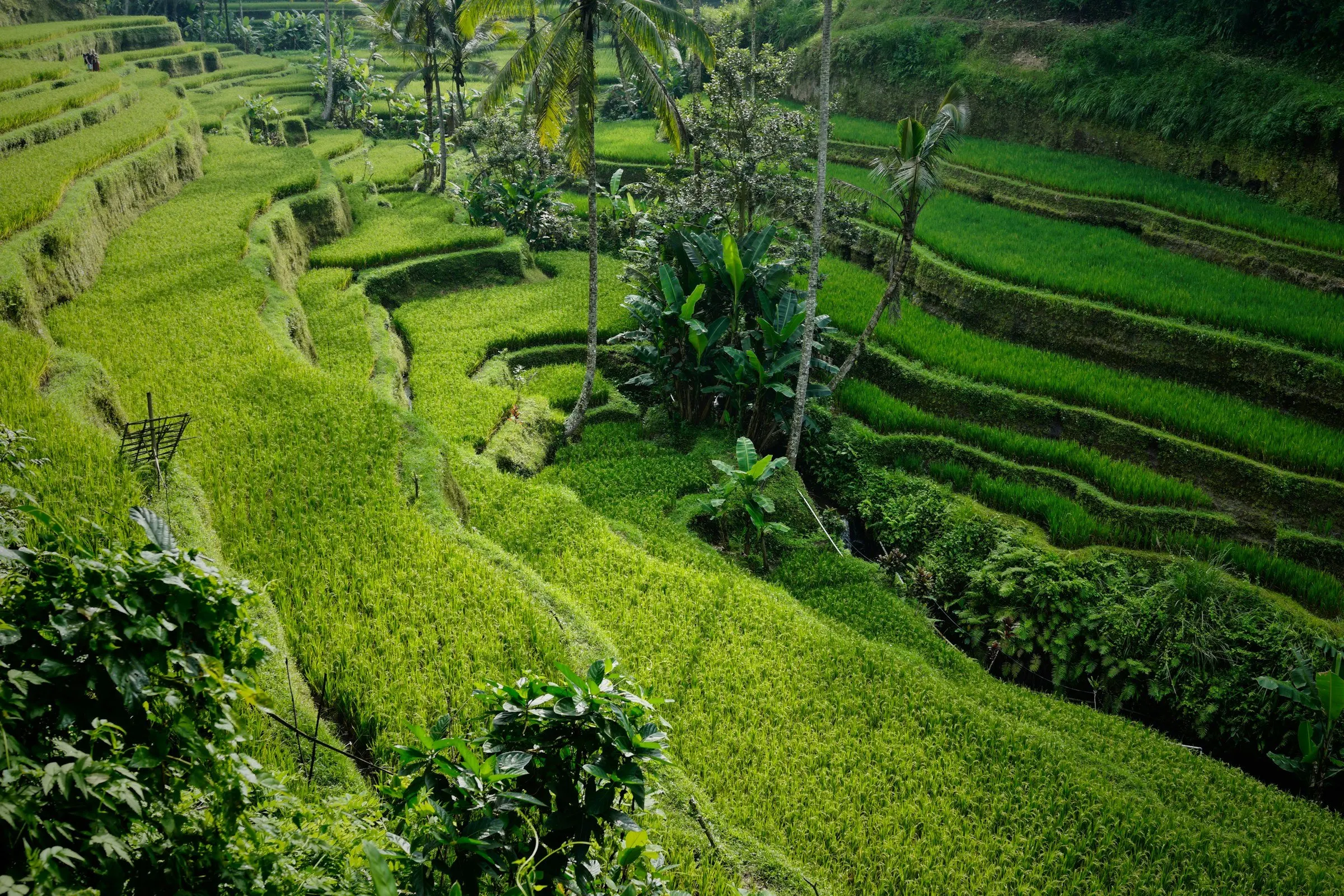 Bali rice fields and a distant volcano in warm morning light
