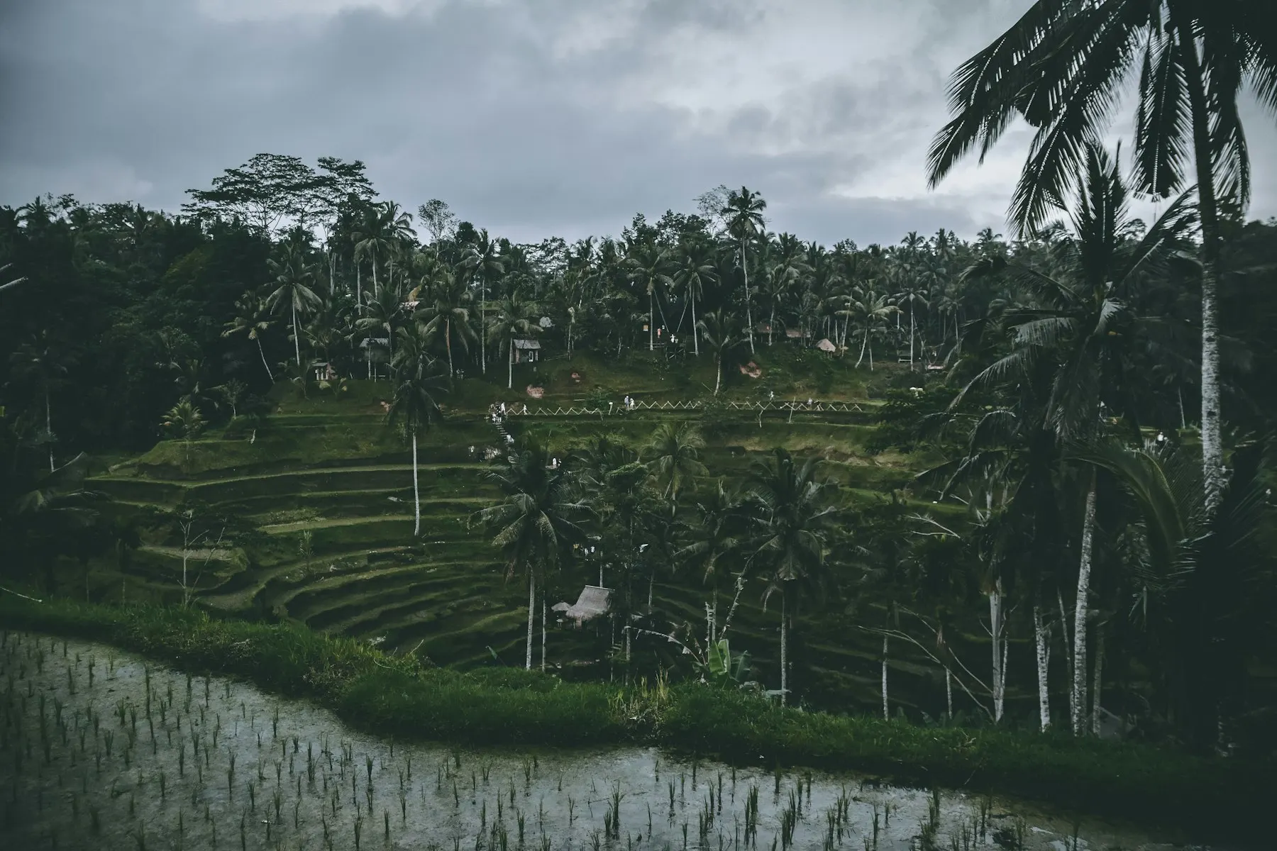 Ubud rice terraces under a dramatic green-season sky