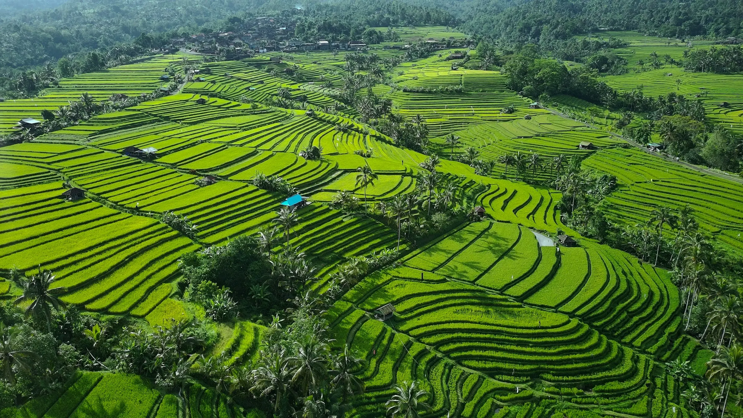 Rice terraces from the air
