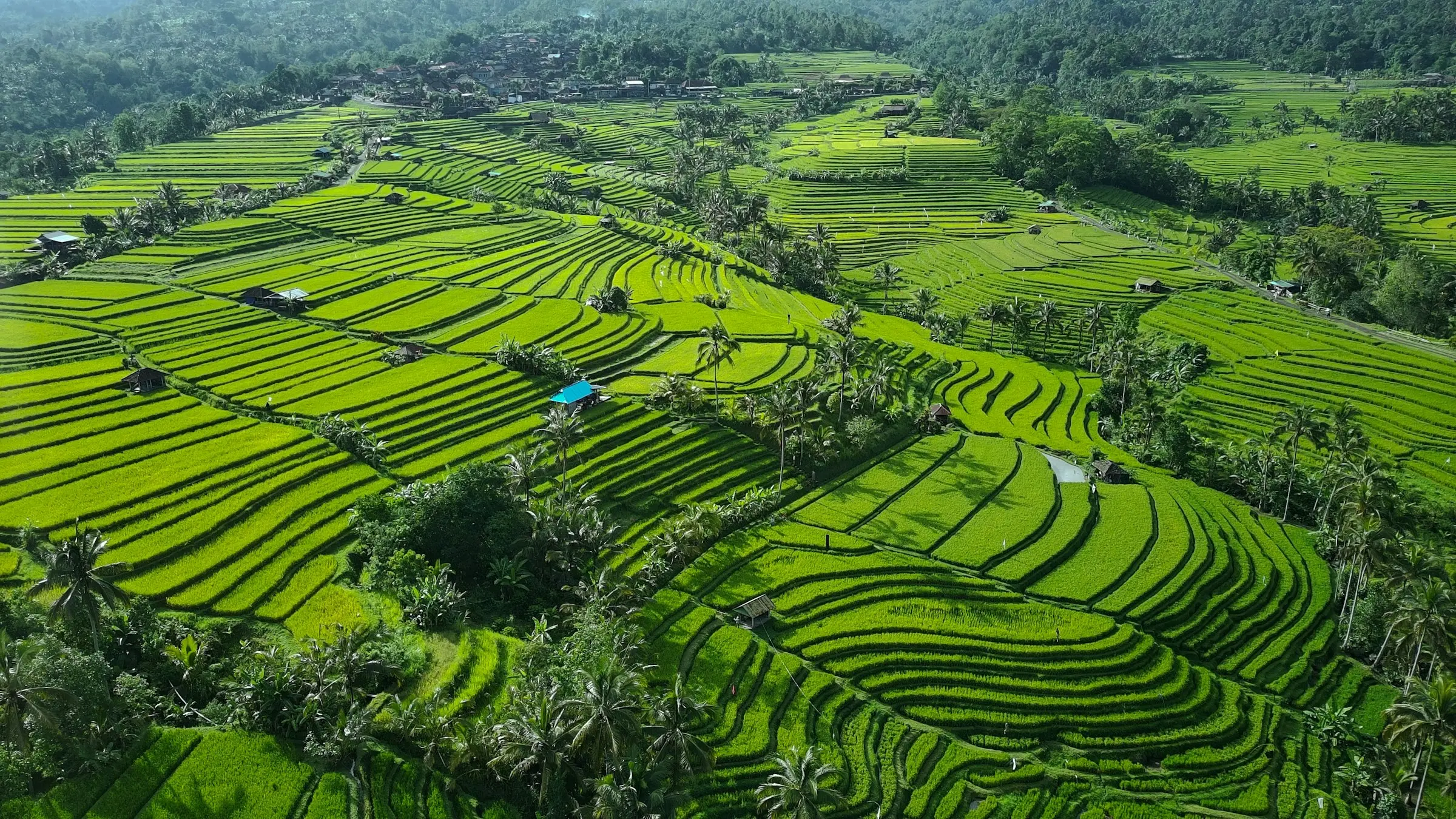 The Jatiluwih rice terraces of Bali from the air
