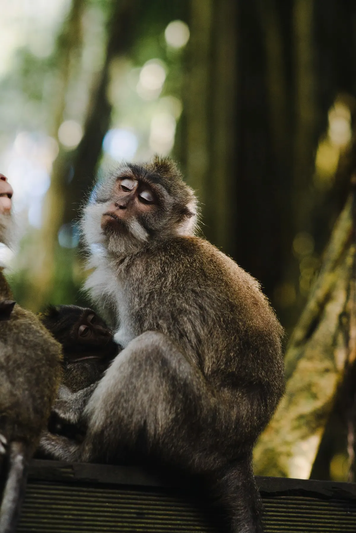 Long-tailed macaques resting in forest