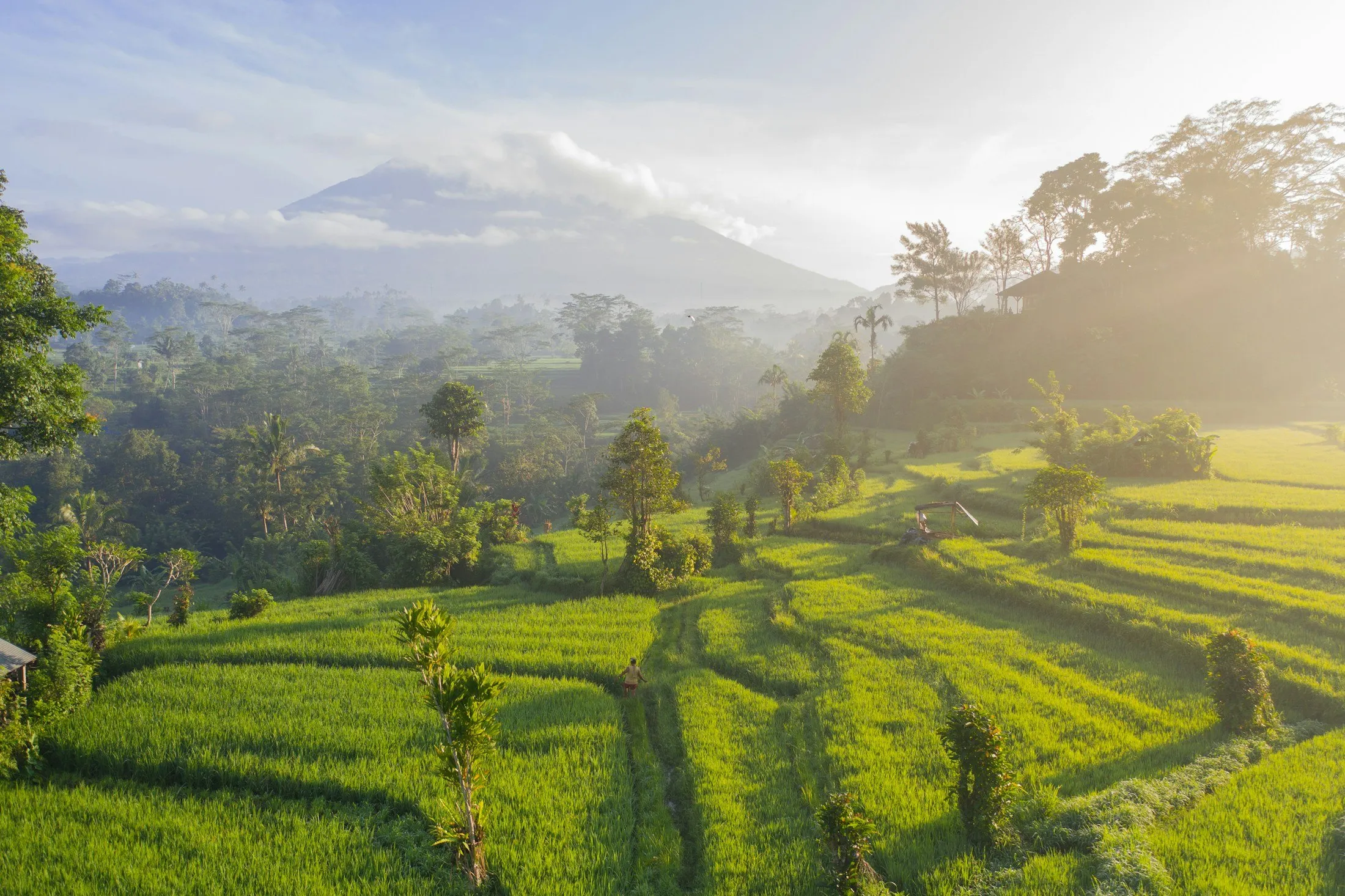 Rice terraces in warm afternoon light