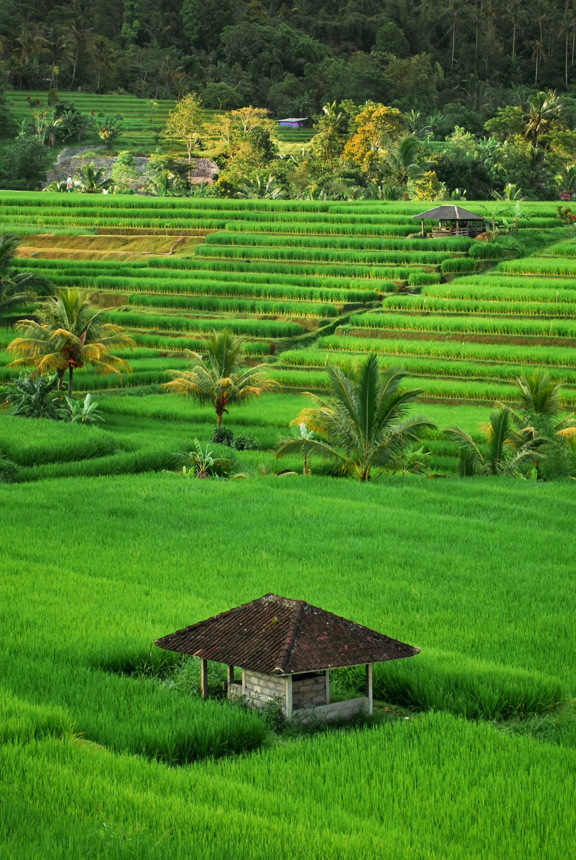 The green months