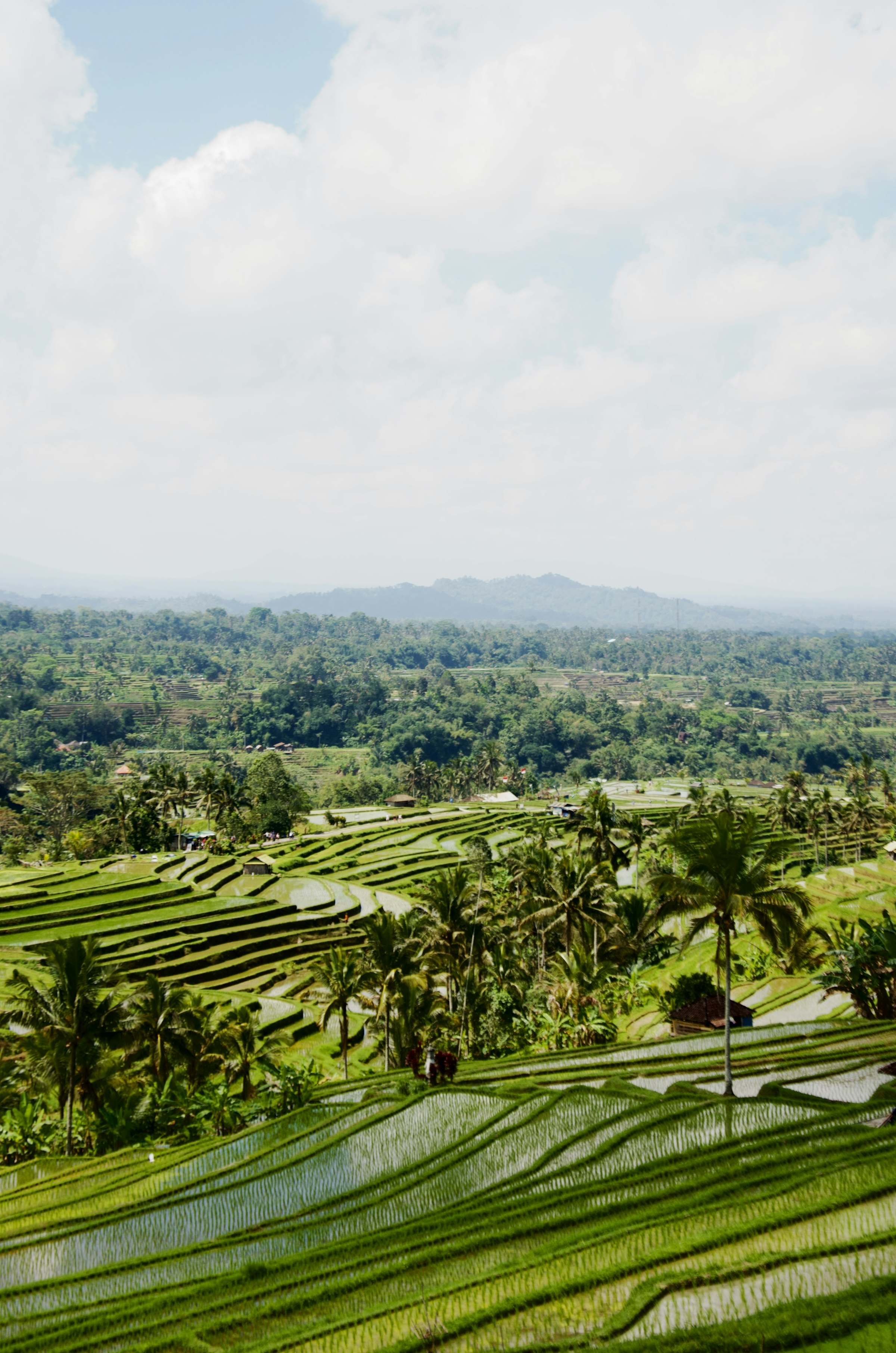 The Jatiluwih rice terraces of Bali